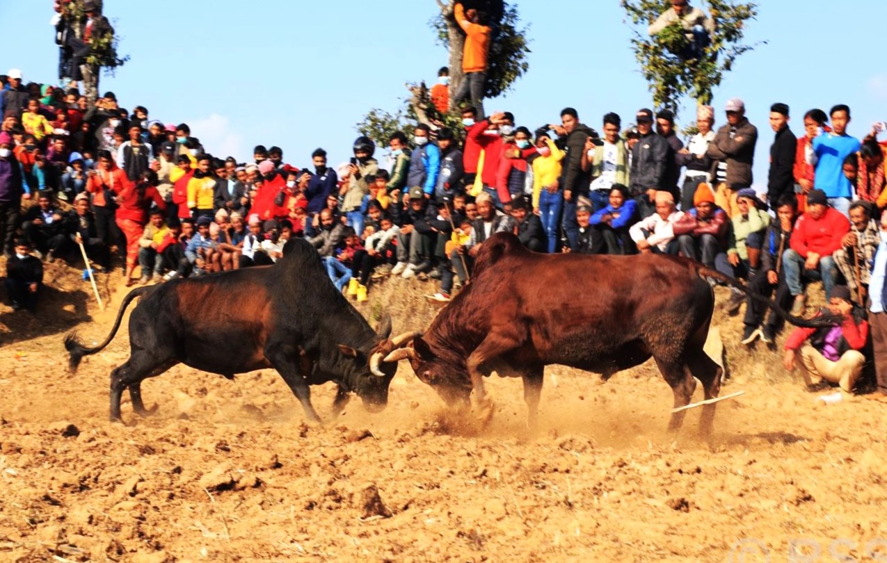 पशु अधिकारकर्मीहरूको विरोधको बाबजुद नुवाकोट, रसुवा र धादिङमा जुधे १५० हल गोरु