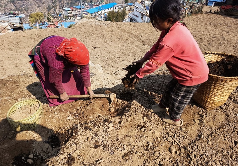 रसुवामा बर्खे आलु रोप्न सुरु