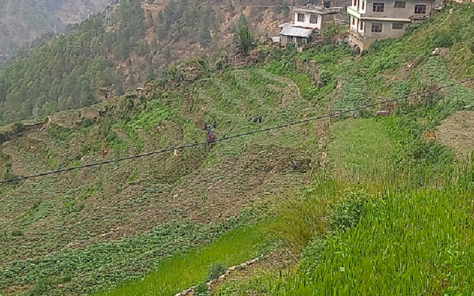 बर्खे आलु उत्पादन बढ्ने अपेक्षा