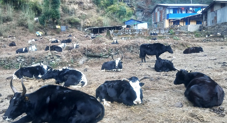 याक तथा चौँरी महोत्सव सुरू