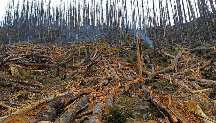 गत्लाङमा ‘ड्रोन’ बाट बिउ छरिँदै