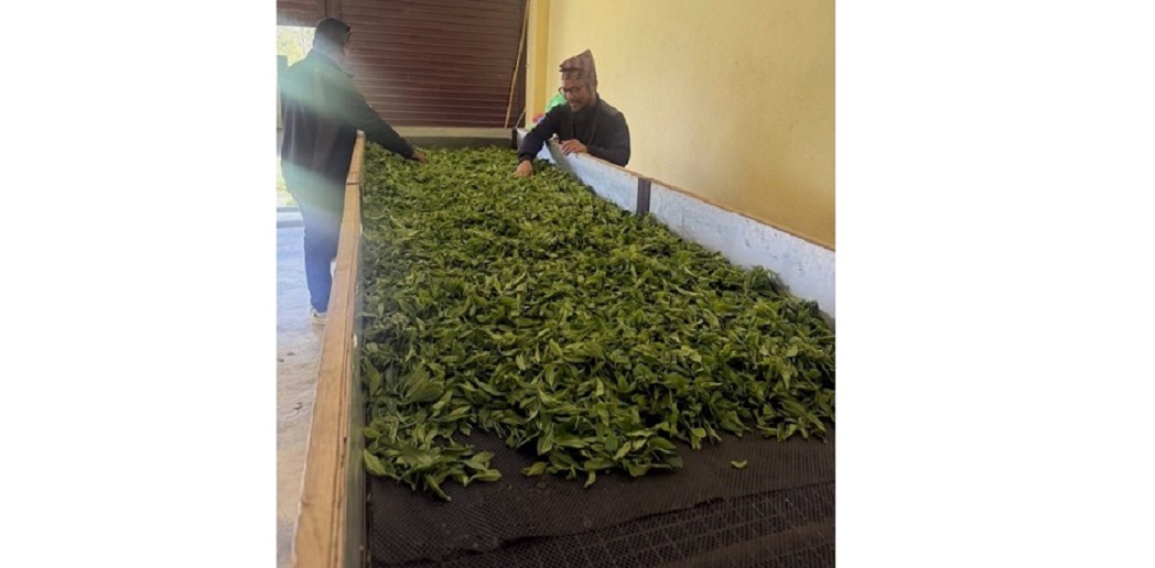 पञ्चकन्यामा उत्पादित चिया ककनीमा प्रशोधन