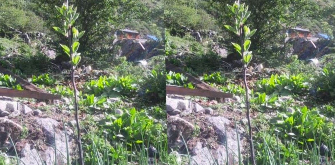लाङ्टाङमा स्याउ सप्रिएपछि…