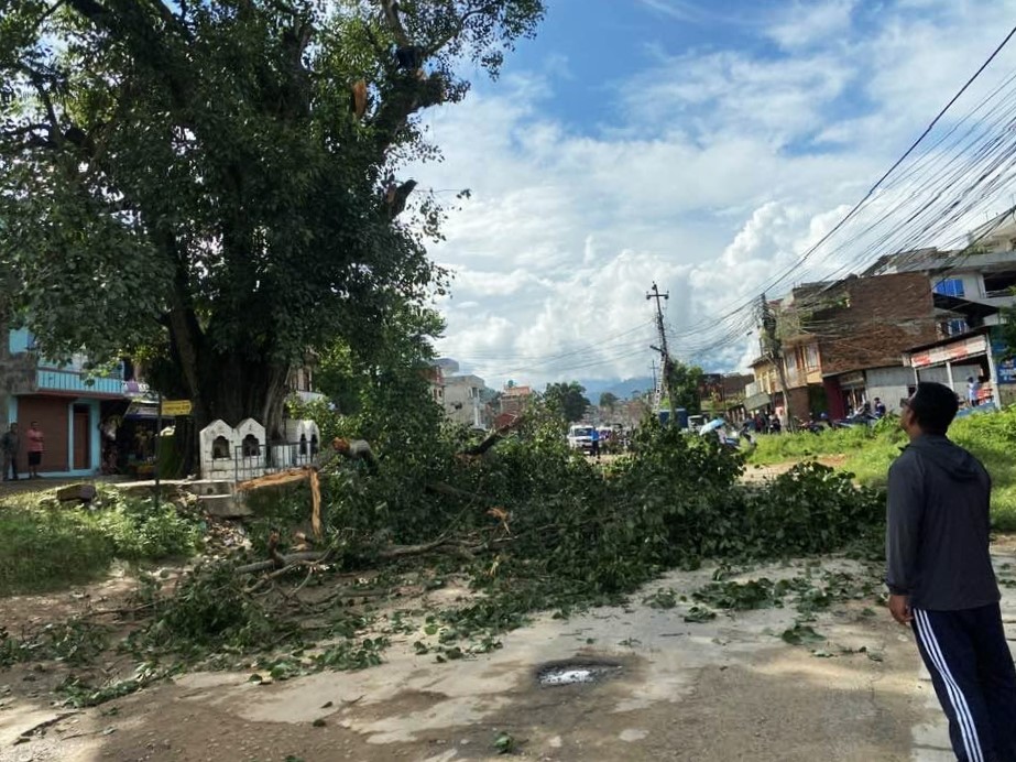 विकासका लागि ऐतिहासिक पिपलबोट विनाश