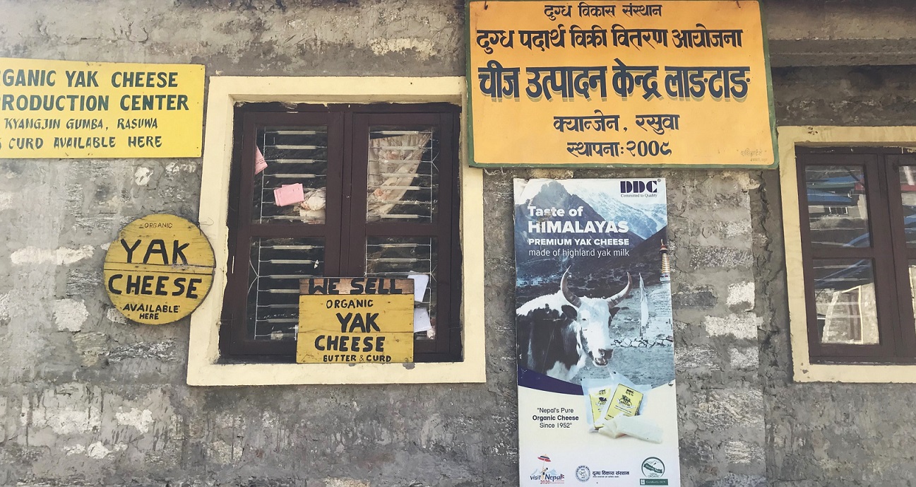 विश्वप्रसिद्ध लाङ्टाङ चिज उत्पादनमा चुनौती