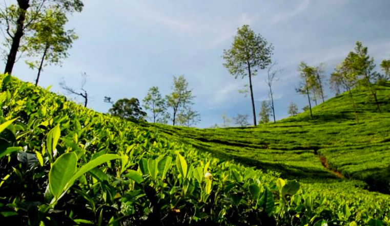‘घ्याङस्वारा जैविक चिया’ प्रतिकिलो रू.६ हजार