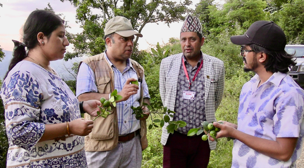 कागतीको बिरूवामा बिमिरो फलेपछि…